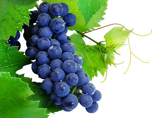 Image showing Fresh grape cluster with green leafs