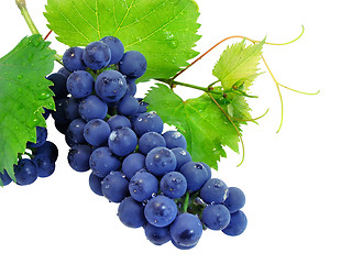 Image showing Fresh grape cluster with green leafs