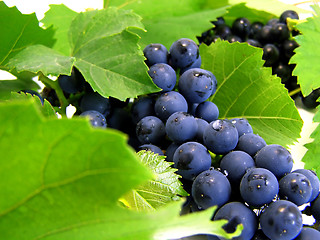 Image showing Fresh grape cluster with green leafs 