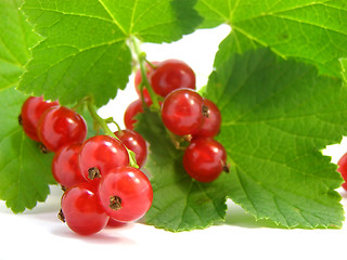 Image showing branch of rype by red currant