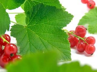 Image showing branch of rype by red currant