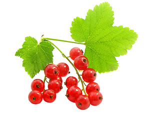 Image showing branch of rype by red currant