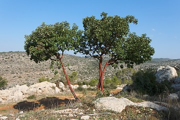 Image showing Arbutus tree on the hill