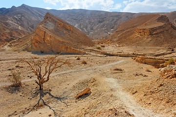 Image showing Desert landscape with dry acacia trees 