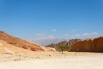 Image showing Desert landscape with acacia trees