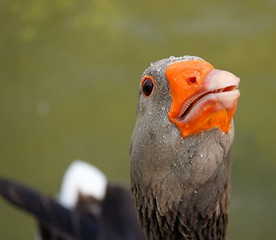 Image showing Gray goose stretching its neck