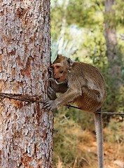 Image showing Small sad monkey sitting on the rope