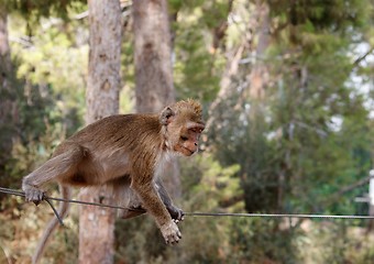 Image showing Little rope-walking monkey