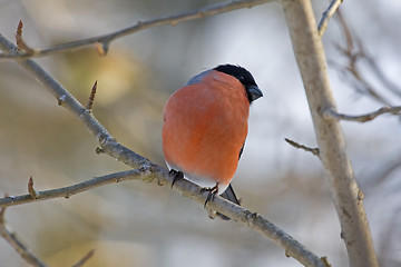 Image showing bullfinch