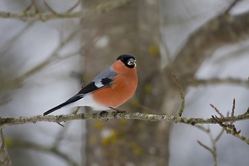 Image showing bullfinch