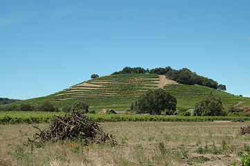 Image showing Hillside vineyard