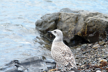 Image showing seagull