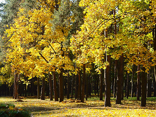 Image showing autumn park