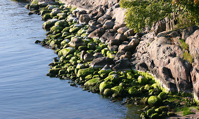 Image showing Rocks with Algae by the Baltic Sea 