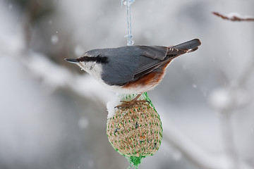 Image showing Nuthatch