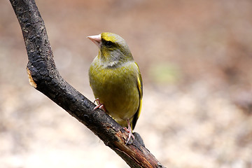 Image showing greenfinch