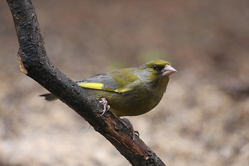 Image showing Greenfinch