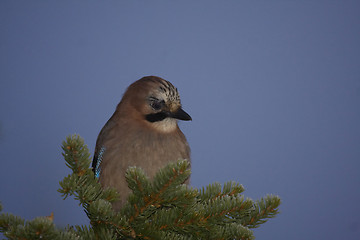 Image showing jay