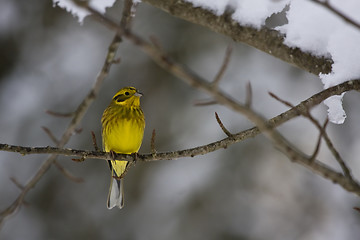 Image showing yellowhammer
