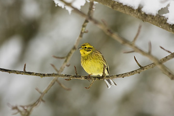 Image showing yellowhammer