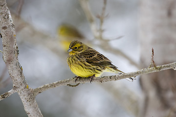 Image showing Yellowhammer