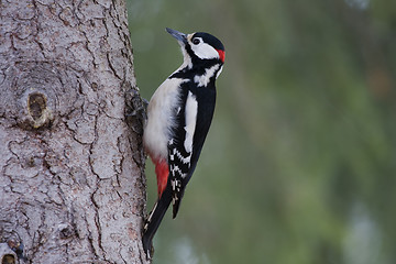 Image showing wood pecker