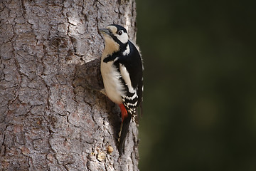 Image showing woodpecker