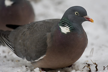 Image showing wood pigeon