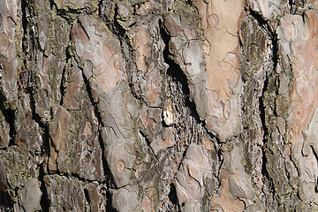 Image showing tree background