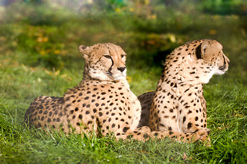 Image showing Couple of cheetahs