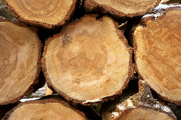 Image showing Pile of logs