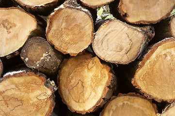 Image showing Pile of logs