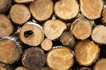 Image showing Pile of logs