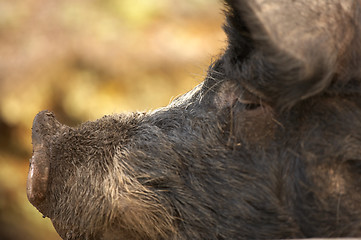 Image showing Berkshire boar