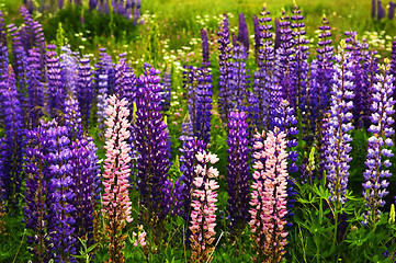 Image showing Purple and pink garden lupin flowers
