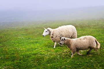 Image showing Sheep in Newfoundland