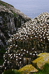 Image showing Cape St. Mary's Ecological Bird Sanctuary in Newfoundland