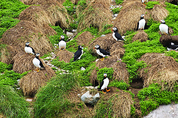 Image showing Puffins nesting in Newfoundland