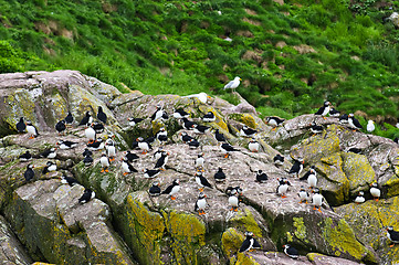 Image showing Puffins on rocks in Newfoundland