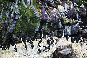 Image showing Birds at Cape St. Mary's Ecological Bird Sanctuary in Newfoundland