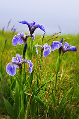 Image showing Blue flag iris flowers