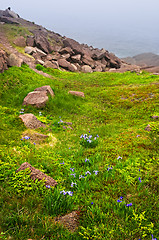 Image showing Atlantic coast in Newfoundland