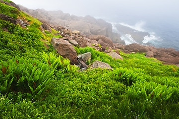 Image showing Atlantic coast in Newfoundland