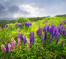 Image showing Purple and pink garden lupin flowers