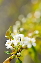 Image showing Gentle white spring flowers