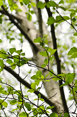 Image showing Elm tree in spring