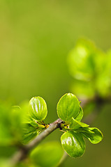 Image showing Green spring leaves