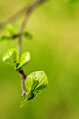 Image showing Green spring leaves