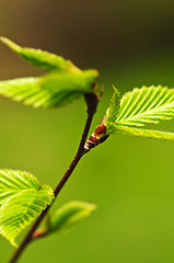 Image showing Green spring leaves