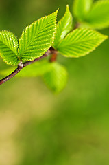 Image showing Green spring leaves